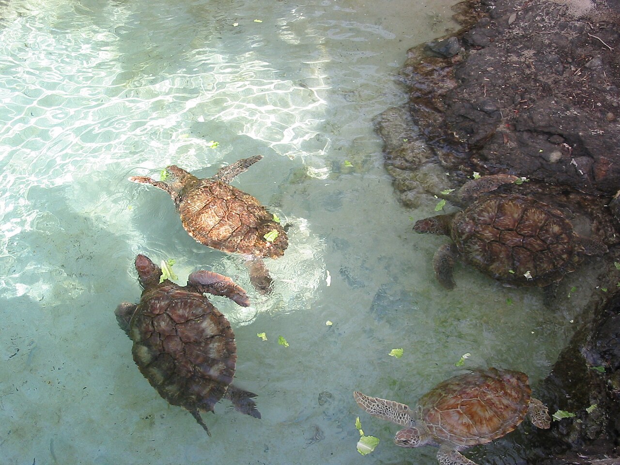 Visitors feeding a turtle at Coral World